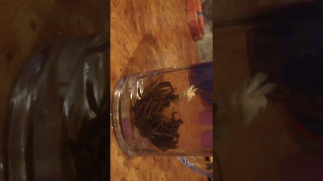 Как распускается чай смотреть онлайн