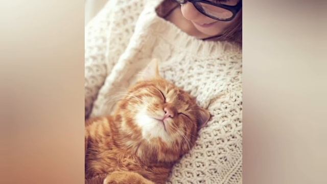 ПОЧЕМУ КОТ СПИТ С ВАМИ??? смотреть онлайн