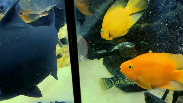 Разновидности цихлид в аквариуме смотреть онлайн