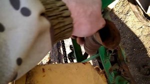 Мтз 82.1 и сеялка спб 8. Подготовка к посеву кукурузы