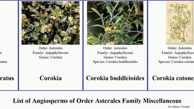 List of Angiosperms of Order Asterales Family Miscellaneous corokia alseuosmia madam simplex смотреть онлайн