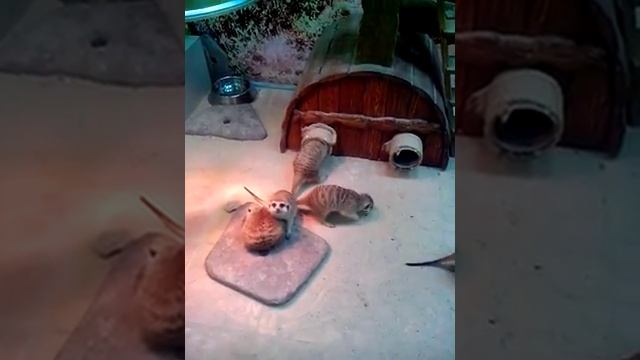 Самые смешные сурикаты смотреть онлайн