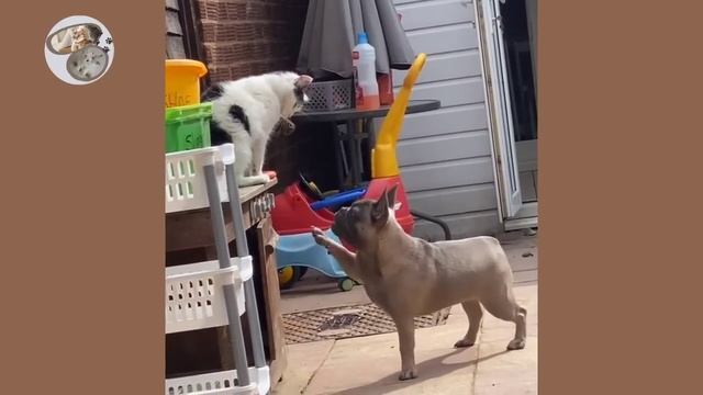 Cats vs Dogs fights - angry cats vs dogs funny compilation смотреть онлайн