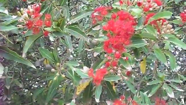 Eucalipto vermelho ou Eucalyptus ficifolia смотреть онлайн