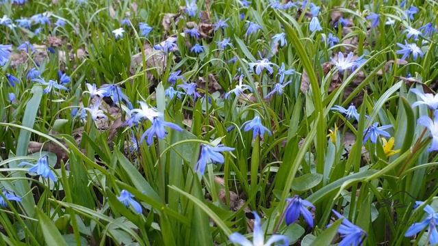 Scilla ladoňka смотреть онлайн