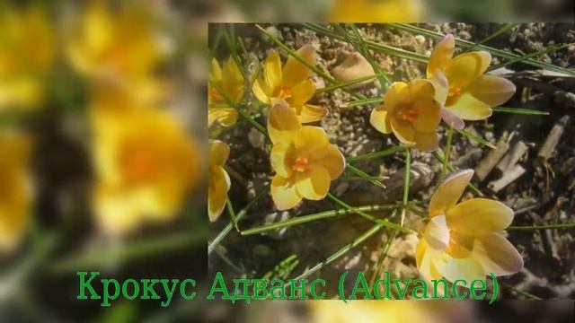 Crocus Advance (Крокус Адванс) смотреть онлайн