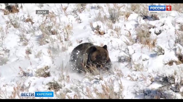 Медведей в Карелии стало больше смотреть онлайн