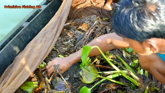 Fish Catching From River। Traditional Fishing By Net смотреть онлайн
