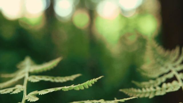 SLOVAKIA DARK-FOREST Cinematic Sony RX10 IV смотреть онлайн