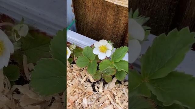 First Strawberry Blossoms | Growing strawberries in containers смотреть онлайн