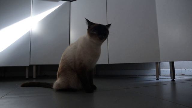 Teaching my Siamese cat to give paw. (He's so clever!) смотреть онлайн