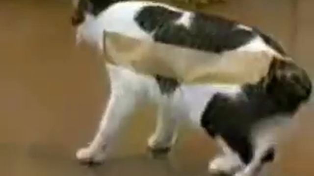 Что будет если на кота наклеить скотч смотреть онлайн