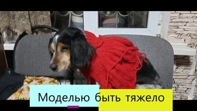Как быстро связать собаке свитер смотреть онлайн
