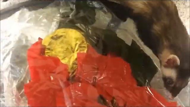 Aliexpress Christmas Flower Рождественский цветок смотреть онлайн