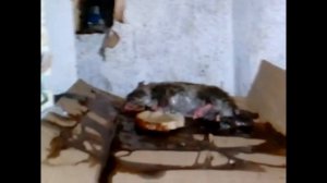 Лучший способ ловли крыс,мышей