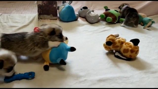 Фрай Винд Х-помет, щенки вельш корги пемброк, возраст 3,5 недели смотреть онлайн