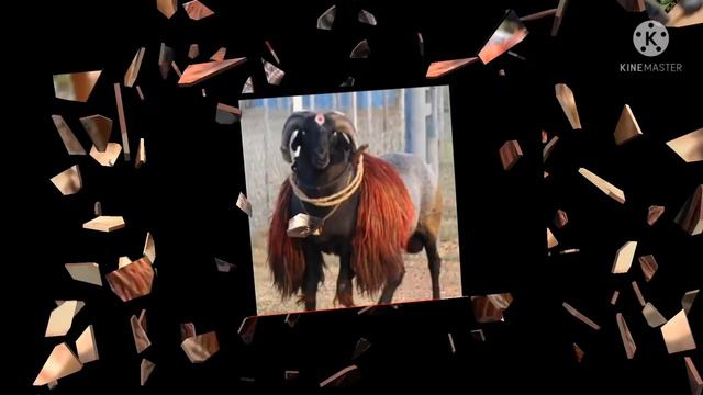 paitar sheep computation sultan vs bettada huli смотреть онлайн