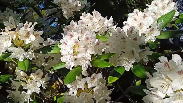 Rhododendron 'P. M. A. Tigerstedt' смотреть онлайн