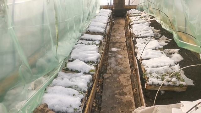 Жизнь закипела???️.Начинаем доставать рассаду. Утепляем теплицы.Часть 1. смотреть онлайн