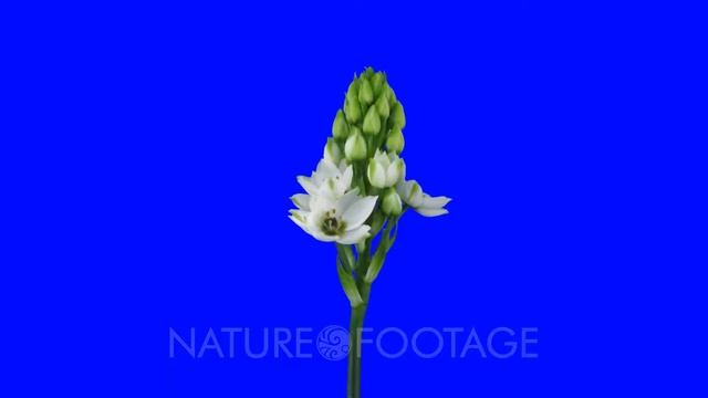 Time-lapse of growing, opening and rotating white african lily (Ornithogalum thyrsoides or chinke.. смотреть онлайн