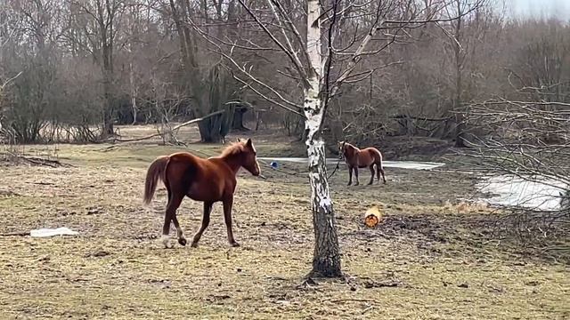 Жеребёнок. Ворую у лошадей навоз) смотреть онлайн