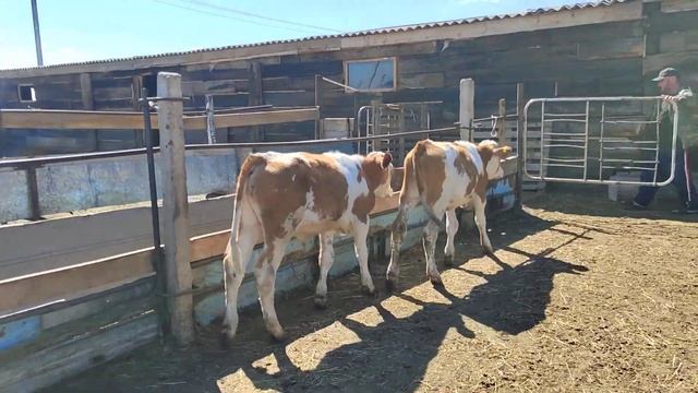 #боз#быкохо#савдо#шудан#вадат#бинеки#аи#канали#мо#чи#метонен#харида+79226186664