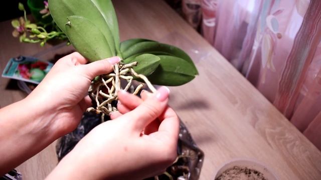 Пересадка цветущей орхидеи с гнилыми корнями смотреть онлайн