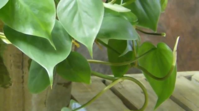 Карантин растений. Что это такое и зачем он нужен. смотреть онлайн