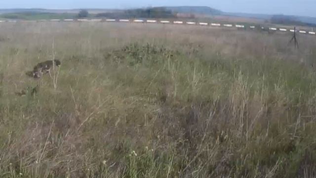 Натаска легавой в поле по куропатке и перепелу смотреть онлайн