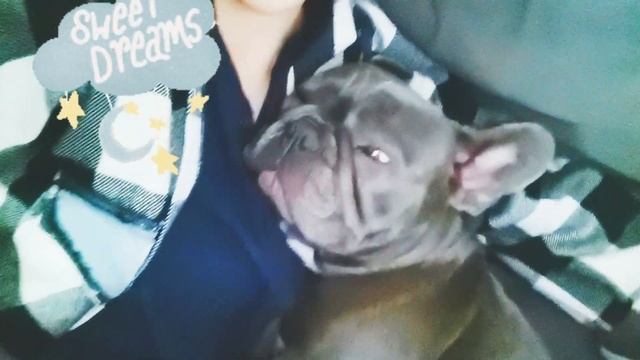 ХРАП французского БУЛЬДОГА / собака храпит во сне