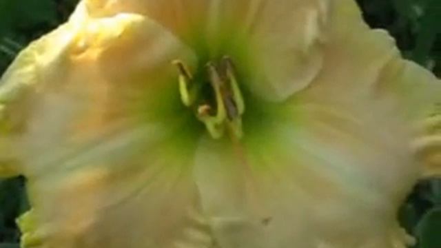 Лилейник daylily SPECTRAL ELEGANCE смотреть онлайн