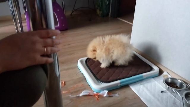 Покупка шпица, Купили собаку породы шпиц, Наш первый померанский шпиц, Щенок шпица, Немецкий шпиц смотреть онлайн