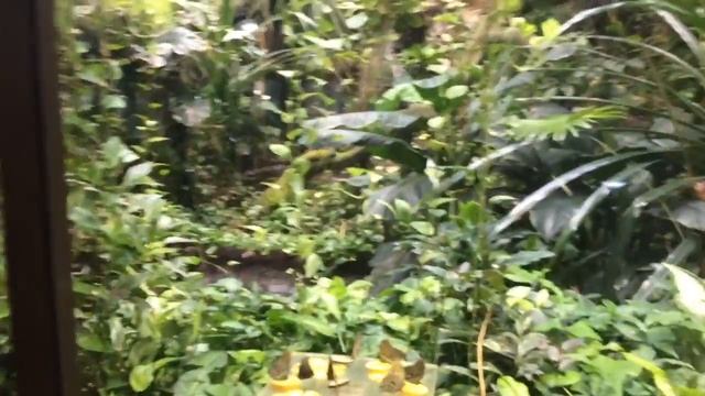 Бабочки в московском зоопарке - butterflies in Moscow zoopark 2. смотреть онлайн