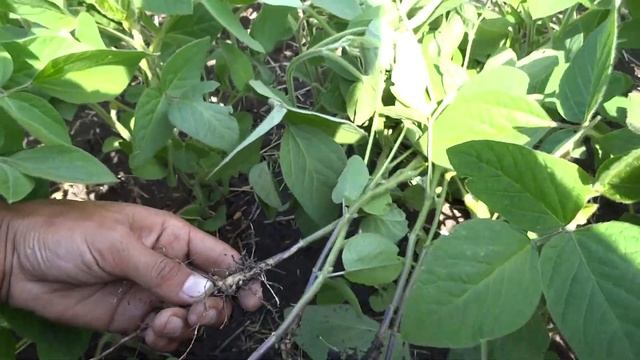 06.07.18 Клубеньковые бактерии на сое. смотреть онлайн