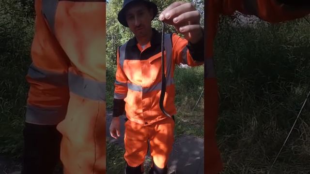 Ящерица. Веретеница ломкая(медяница) смотреть онлайн