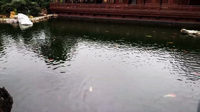 Что посмотреть в Гонконге смотреть онлайн