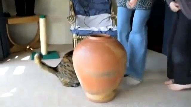 Кот застрял в кувшине смотреть онлайн