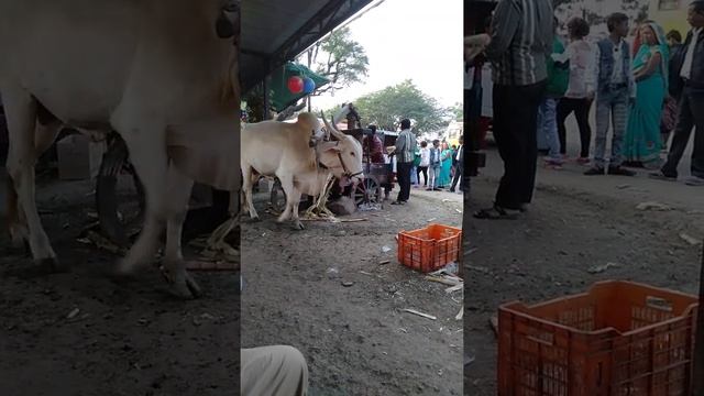 Shird tourest place смотреть онлайн