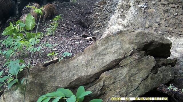 Новости с фотоловушки. Тропа под скалами.