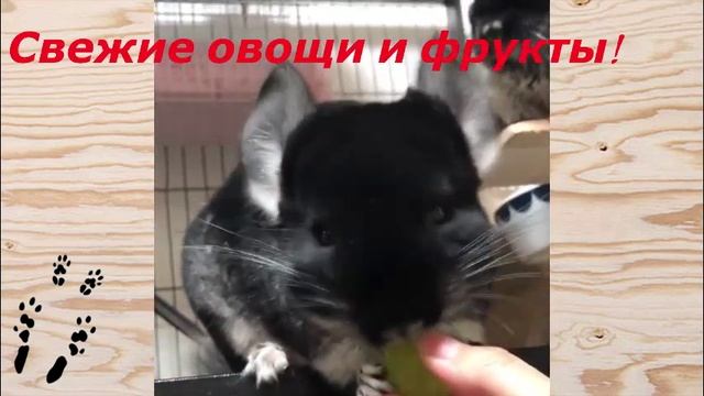 НЕ КОРМИТЕ ЭТИМ ШИНШИЛЛ! ГРУБЕЙШИЕ ОШИБКИ В КОРМЛЕНИИ ШИНШИЛЛ! смотреть онлайн