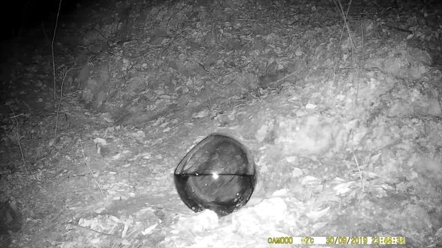 Аквариум в лесу - ЗВЕРИ в ШОКЕ / Aquarium in the forest - animals in SHOCK / REAL animals смотреть онлайн