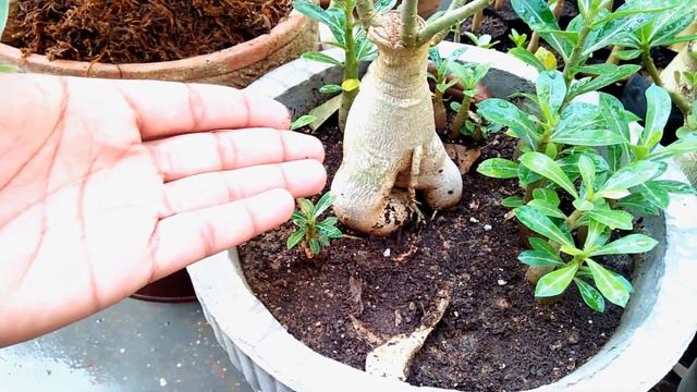 Best media for seedlings, Adenium care tips || Save adenium seedling смотреть онлайн