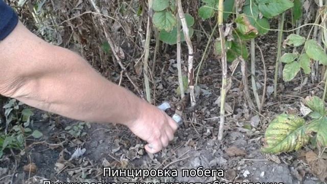 Как обрезать ежевику весной смотреть онлайн