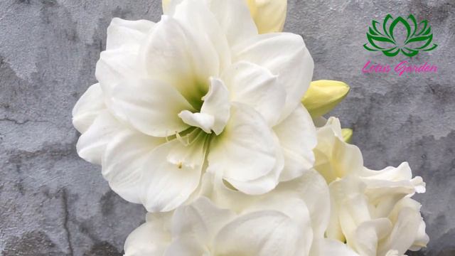 Growing Amaryllis / Hippeastrum at home | Amaryllis blooms brilliantly in a small pot смотреть онлайн