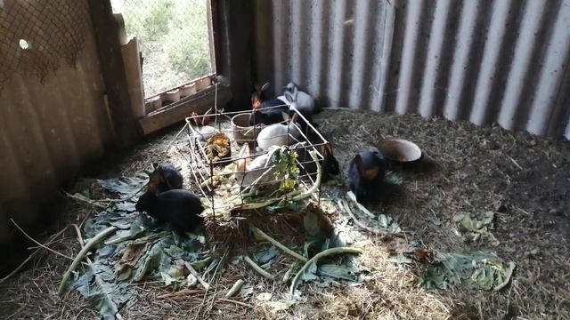 Групповое содержание кроликов смотреть онлайн