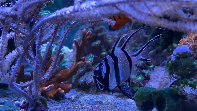 REEF RELAX - Chillout Music + Reef Aquarium  + Room Design - LOFI #aquarium #reeftank #chilout