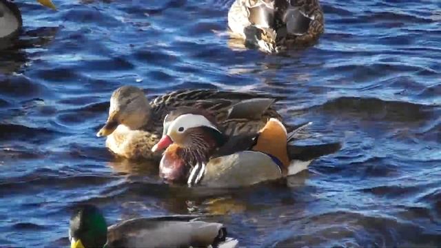 Мандаринка. Продолжение истории. ( Aix galericulata ) смотреть онлайн
