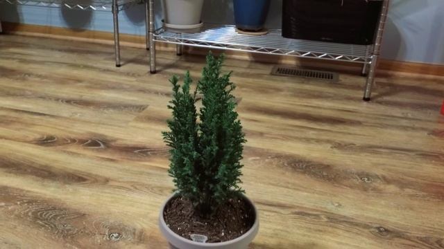 Chamaecyparis Lawsoniana or Lawson Cypress or Ellwoodii Part 001 | Plant Vlog 188 смотреть онлайн