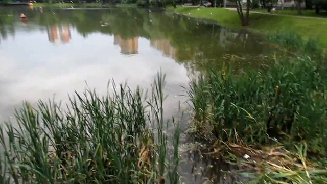 Черепахи в пруду смотреть онлайн