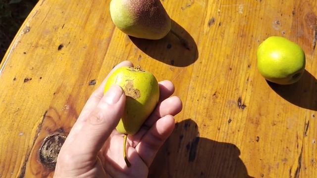 Груша-сад смотреть онлайн